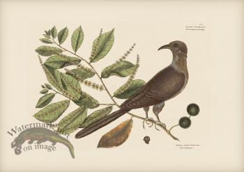 009 Cuckow of Carolina